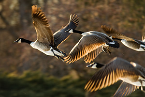 Four Canada Geese take to the sky from Schramm State Recreation Area. - Nebraska Photograph