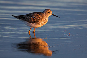 On a cool April evening, a yellowlegs is bathed in the warm light of the setting sun at Little Salt Fork Marsh in Lancaster County. - Nebraska Wildlife Photograph