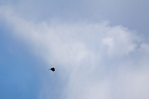 A bald eagle takes flight into the high puffy clouds. - Missouri Photograph