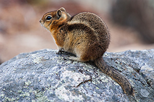 A chipmunk perches on a rock near Sprague Lake in Rocky Mountain National Park. - Colorado Wildlife Photograph