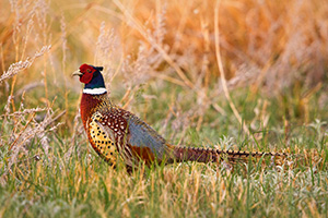 A ring-necked pheasant struts during the late spring at Crescent Lake National Wildlife Refuge. - Nebraska Photograph