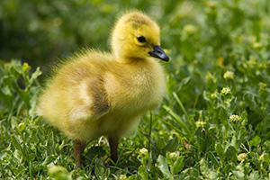 A young gosling stands in a grassy area near one of the ponds at Schramm Park State Recreation Area. - Nebraska Photograph