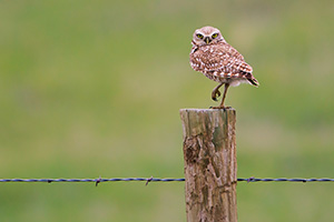 A burrowing owl watches from a fencepost near his burrow in the Sandhills of Nebraska. - Nebraska Photograph