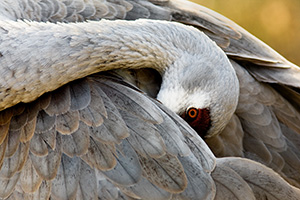 A sandhill crane appears to hid his head while grooming himself. *Captive* - Nebraska Photograph