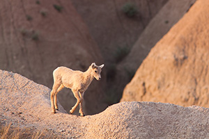 An adolescent bighorn sheep deftly steps out across the Badlands in South Dakota. - South Dakota Wildlife Photograph