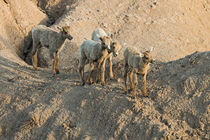 Four Bighorn Sheep kids navigate through the rocks in Badlands National Park, South Dakota. - South Dakota Wildlife Photograph