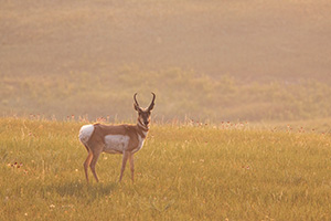 A pronghorn (american antelope) stands vigilant among the priarie grass and coneflowers in the Badlands in South Dakota. - South Dakota Wildlife Photograph