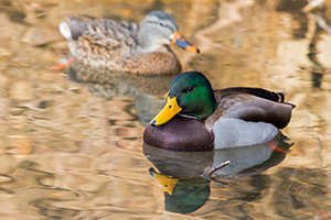 Two Mallards swim in the ponds at Schramm State Recreation Area. - Nebraska Wildlife Photograph