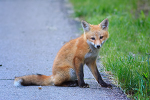 Wildlife photograph of a red fox kit at Ponca State Park, Nebraska. - Nebraska Photograph