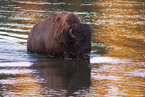 A buffalo fords the Yellowstone River in Yellowstone National Park. - Wyoming Photograph