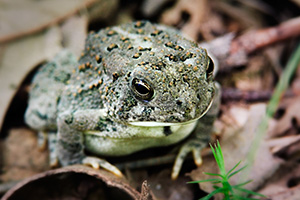 A Woodhouse's Toad, almost blending into the background, rests on the forest floor at Schramm State Recreation Area, Nebraska. - Nebraska Photograph