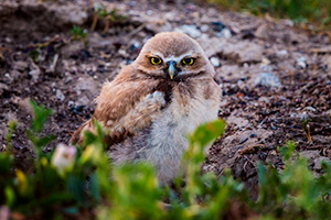 A burrowing owl chick at the Badlands National Park, South Dakota. - South Dakota Wildlife Photograph