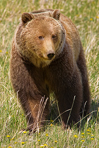 A black bear slowly munches on some dandelions. - Canada Photograph