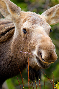 A moose portrait in Banff National Park, Alberta, Canada. - Canada Photograph