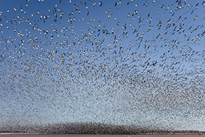 In this photograph, some of the birds are discernible, while the majority exist only as a large black wave in the background. This really exemplifies the shear magnitude of this flock of geese on the lake at Squaw Creek National Wildlife Refuge. - Missouri Photograph
