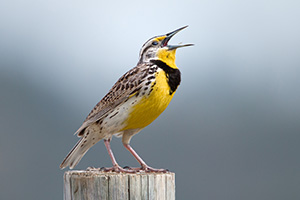 A Western Meadowlark, the state bird of Nebraska, sings on a fencepost at Ft. Niobrara National Wildlife Refuge. - Nebraska Photograph