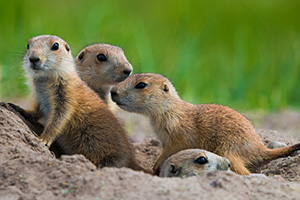 Prairie dog pups venture out of their hole at Ft. Niobrara National Wildlife Refuge. - Nebraska Photograph