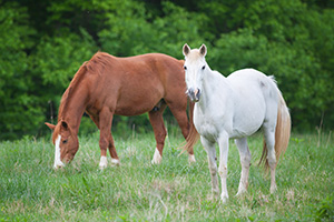 A pair of horses graze in a field deep in the Ozarks of Arkansas. - Arkansas Photograph