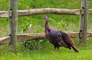 A wild turkey hangs out at Platte River State Park in Eastern Nebraska. - Nebraska Photograph