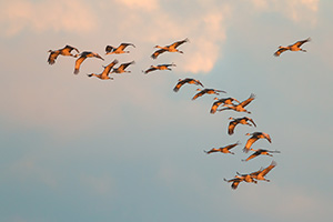 Sandhill Cranes soar high above  the Platte River in Central Nebraska on a mid-March evening. - Nebraska Photograph