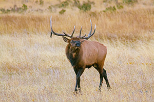 A bull elk in Moraine Park bugles loudly, the sound echoing throughout valley in Rocky Mountain National Park. - Colorado Photograph