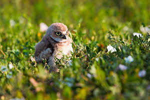 An owlet explores his surroundings after leaving his home in Badlands National Park, South Dakota. - South Dakota Wildlife Photograph