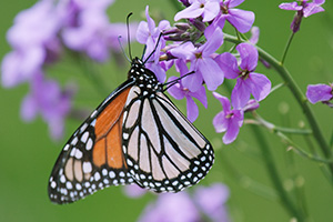 A Monarch butterfly rests on a Dame's Rocket at Schramm State Recreation Area in eastern Nebraska. - Nebraska Photograph