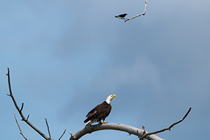 A wildlife photograph of a crow and an eagle in rural Nebraska Photography. - Nebraska Photograph