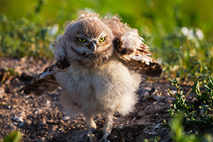 An owlet shakes his feathers just after sunrise in Badlands National Park, South Dakota. - South Dakota Wildlife Photograph