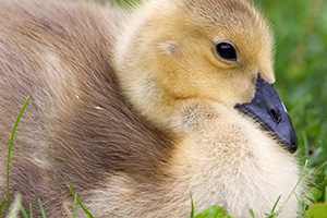 A single gosling rests in the afternoon shade in eastern Nebraska. - Nebraska Photograph