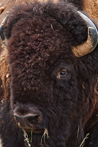 A buffalo profile at Ft. Niobrara National Wildlife Refuge. - Nebraska Photograph