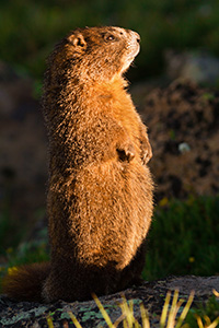 Yellow-bellied marmots live within burrows in the rocky piles throughout Rocky Mountain National Park and hibernate there in the winter.  They blend in well with the landscape and I often find myself jumping back in surprise when hiking when they begin moving by the side of the trail not far from me.  I came upon this marmot in that very way, he finally moved when I was about 2 to 3 feet from him.  Unfortunately, I think he felt a bit threatened when I took my camera from my bag and stood on his hind legs in a show of strength and started me down.  He sat like this for about 10 seconds before relaxing and going back to eating the plants around him. - Colorado Wildlife Photograph Photograph