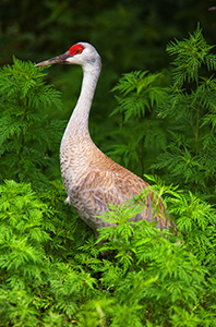 A Sandhill Crane. *Captive* - Nebraska Photograph