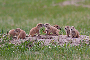 A set of prairie dog pups venture out of their hole at Ft. Niobrara National Wildlife Refuge. - Nebraska Photograph