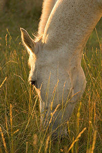 A white stallion grazes contently at Mahoney State Park in Eastern Nebraska. - Nebraska Photograph