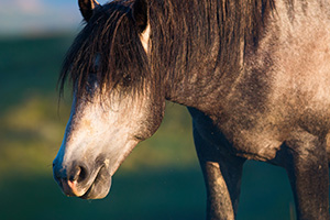 A wild horse roams near the top of a plateau in the early morning sun at Theodore Roosevelt National Park in North Dakota. - North Dakota Wildlife Photograph