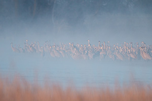 On a cool, foggy March morning a group of Sandhill Cranes wait on a sandbar in the Platte River. - Nebraska Photograph