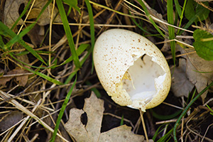 A former home of a Canada Goose gosling lies on the forest floor at Schramm State Recreation Area, Nebraska. - Nebraska Photograph