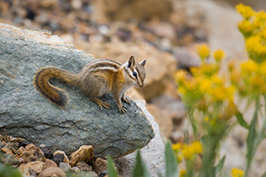 A chipmunk stops very briefly and looks around for his next meal at Rocky Mountain National Park, Colorado. - Colorado Wildlife Photograph