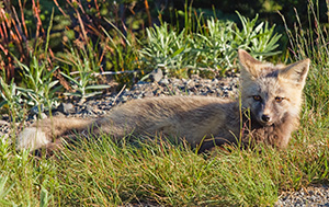 While driving down from Paradise in Mt. Rainier National Park, I came across three fairly young gray foxes playing.  When I stopped, the other two hid, but this one stayed and posed for me. - Wildlife Photograph