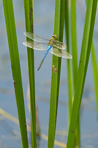 A dragonfly hangs out on a pond in central Iowa. - Iowa Photograph