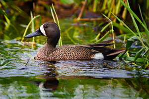 A Blue Teal swims in a marsh created in a valley between large formation of sandhills in Cherry County, Nebraska. - Nebraska Photograph