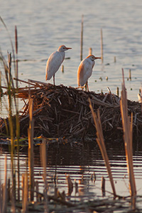 Two egrets rest for a short time at Jack Sinn Wildlife Management Area in Eastern Nebraska. - Nebraska Photograph