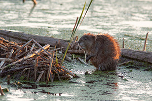 A muskrat works on his den at Jack Sinn Wildlife Management Area in Eastern Nebraska. - Nebraska Photograph