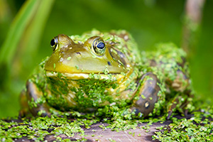 A wildlife photograph of a bullfrog on the log of Shadow Lake in Sarpy County, Nebraska. - Nebraska Photograph