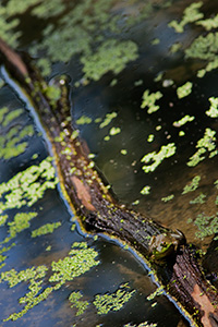 A frog, almost blending into the background, rests on a floating log in Schramm State Recreation Area, Nebraska. - Nebraska Photograph