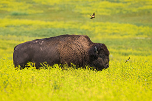 Slowly, but deliberately, on a dreary day this buffalo moved slowly through the prairie of the North Unit of Theodore Roosevelt.  While moving through the tall bright yellow wildflowers, two birds continually swooped near the buffalo.  Ignoring the two dive bombers, he meandered on into the distance. - North Dakota Wildlife Photograph
