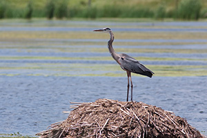 An elegant Blue Heron rests shortly before taking flight. - Nebraska Photograph