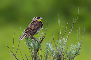 It was a rainy day in the North Unit of Theodore Roosevelt National Park.  It looked as though it would be dreary all day.  During this period, I drove slowly through the park content to see what wildlife would present itself.  Here a Western Meadowlark clung to the top of a tall shrub and would occasionally chirp, the wind carrying the shrill sound across the plateau.  As the rain increased the branches began to sway back and forth, back and forth harder and harder until the meadowlark, now annoyed, flew away. - North Dakota Wildlife Photograph