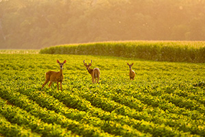 A family of deer grazes on a farmer's field in DeSoto National Wildlife Refuge. - Nebraska Photograph